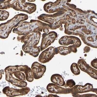 Immunohistochemistry-Paraffin: OCRL Antibody [NBP1-80973]