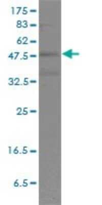Western Blot: POU2F2 Antibody (3E3-6F9) [H00005452-M01]