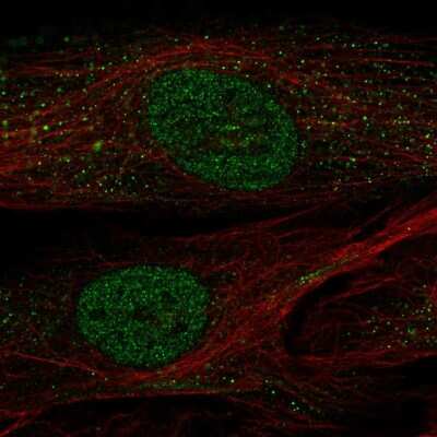 Immunocytochemistry/ Immunofluorescence: POU2F2 Antibody [NBP2-57216]