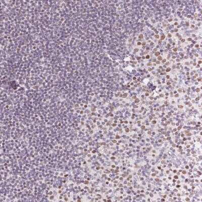 Immunohistochemistry-Paraffin: POU2F2 Antibody [NBP2-49418]