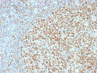 Immunohistochemistry-Paraffin: OCT2 Antibody (Oct2/2136) - Azide and BSA Free [NBP2-75733]