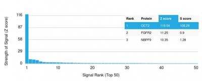 Protein Array: OCT2 Antibody (Oct2/2136) - Azide and BSA Free [NBP2-75733]