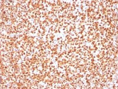 Immunohistochemistry-Paraffin: POU2F2 Antibody (OCT2/2137) [NBP2-75734]