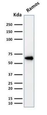 Western Blot: POU2F2 Antibody (OCT2/2137) [NBP2-75734]