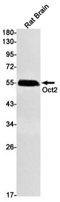 Western Blot: POU2F2 Antibody (S07-8H6) [NBP3-20017]