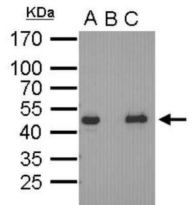 Immunoprecipitation: OCT4 Antibody (486) [NBP2-15052]