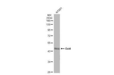 Western Blot: OCT4 Antibody (486) [NBP2-15052]
