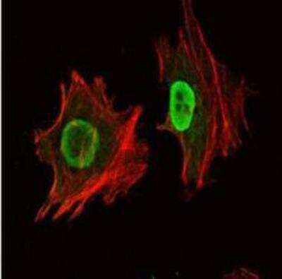 Immunocytochemistry/ Immunofluorescence: OCT4 Antibody (7E7) [NBP1-51664]