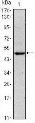 Western Blot: OCT4 Antibody (7E7) [NBP1-51664]