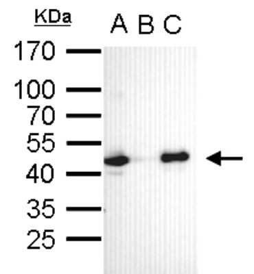 Western Blot: OCT4 Antibody (735) [NBP2-15051]