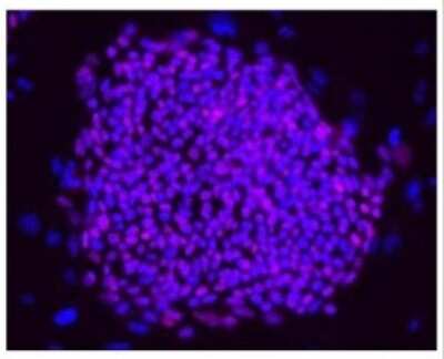Immunocytochemistry/ Immunofluorescence: OCT4 Antibody [NBP2-15053]
