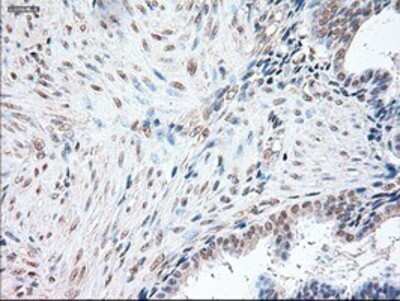 Immunohistochemistry: OCT4 Antibody (OTI9B7) - Azide and BSA Free [NBP2-71225]