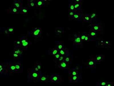 Immunocytochemistry/ Immunofluorescence: OCT4 Antibody (OTI9B7) [NBP1-47923]