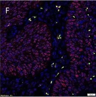 Immunocytochemistry/ Immunofluorescence: OCT4 Antibody (OTI9B7) [NBP1-47923]