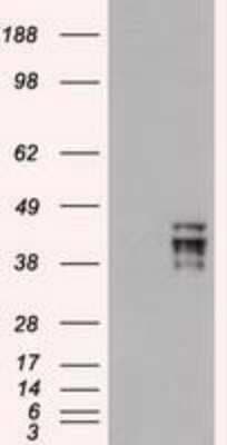 Western Blot: OCT4 Antibody (OTI9B7) [NBP1-47923]