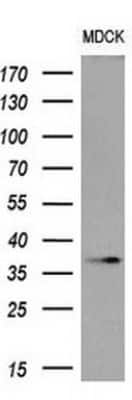 Western Blot: OCT4 Antibody (OTI9B7) [NBP1-47923]