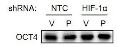 Western Blot: OCT4 AntibodyBSA Free [NB100-2379]