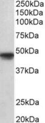 Western Blot: OCT6 Antibody [NBP2-27559]