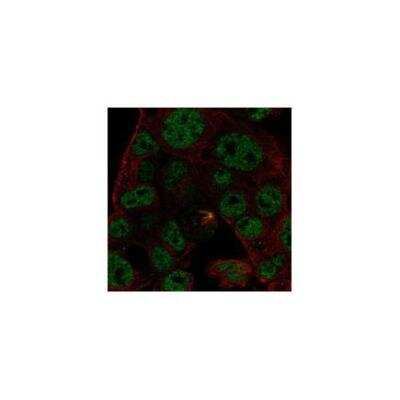 Immunocytochemistry/ Immunofluorescence: ODAM Antibody [NBP3-17525]