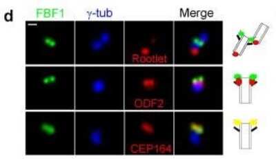 Immunocytochemistry/ Immunofluorescence: ODF2 Antibody (1A1) [H00004957-M01]