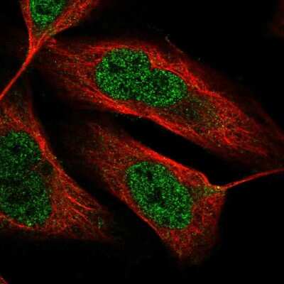Immunocytochemistry/ Immunofluorescence: ODZ3 Antibody [NBP2-13687]