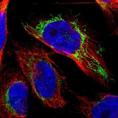 Immunocytochemistry/ Immunofluorescence: OGDH Antibody [NBP1-84948]