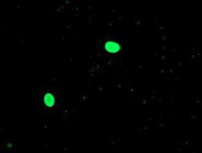Immunocytochemistry/ Immunofluorescence: OGFOD1 Antibody (OTI1D9) [NBP2-00528]