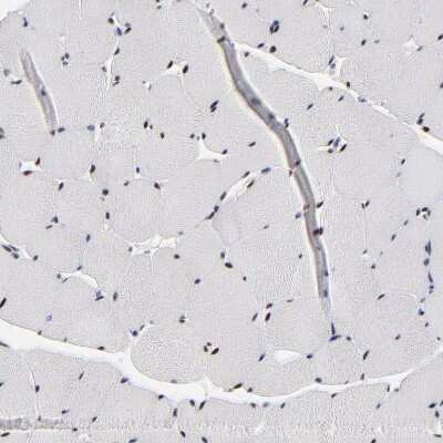 Immunohistochemistry-Paraffin: OGFOD1 Antibody [NBP1-83826]