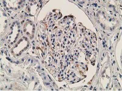 Immunohistochemistry: OGFOD1 Antibody (OTI1D9) - Azide and BSA Free [NBP2-73145]