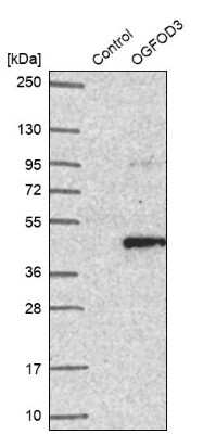 Western Blot: OGFOD3 Antibody [NBP2-14387]