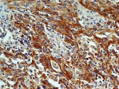 Immunohistochemistry: OGG1 Antibody (2B4) - Azide and BSA Free [NBP2-80891]