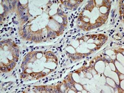 Immunohistochemistry-Paraffin: OGG1 Antibody (2B4) - BSA Free [NBP2-52724]