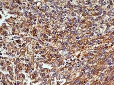 Immunohistochemistry: OGG1 Antibody (4E8) - Azide and BSA Free [NBP2-80890]