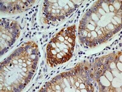 Immunohistochemistry: OGG1 Antibody (4E8) - Azide and BSA Free [NBP2-80890]