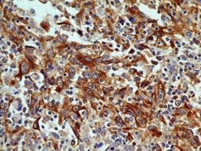 Immunohistochemistry: OGG1 Antibody (4E8) - Azide and BSA Free [NBP2-80890]