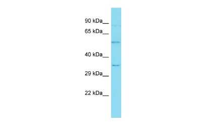 Western Blot: OIT3 Antibody [NBP3-09657]