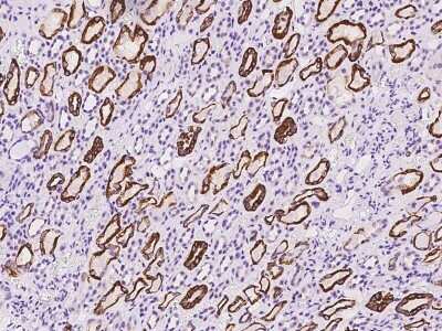 Immunohistochemistry-Paraffin: OLAH Antibody [NBP2-98493]