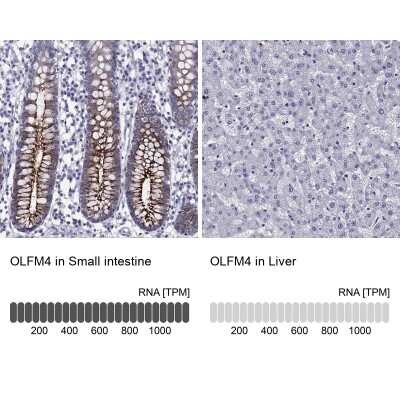 Immunohistochemistry-Paraffin: OLFM4 Antibody [NBP2-62720]
