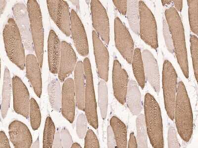 Immunohistochemistry-Paraffin: OLFML1 Antibody [NBP2-97287]