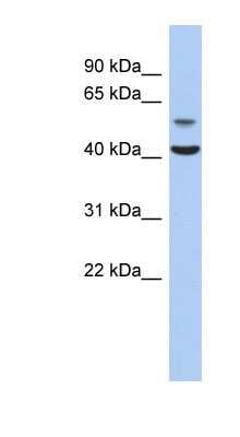 Western Blot: OLFML1 Antibody [NBP1-58022]