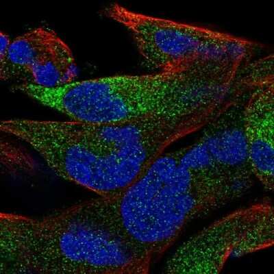Immunocytochemistry/ Immunofluorescence: OLFML2B Antibody [NBP2-56685]