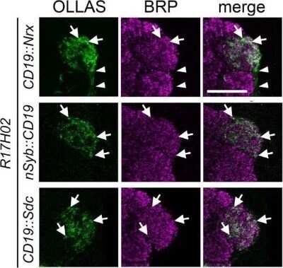 Immunohistochemistry: OLLAS Epitope Tag Antibody (L2) - Azide and BSA Free [NBP2-80893]