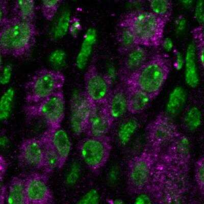 Immunohistochemistry Whole-Mount: OLLAS Epitope Tag Antibody (L2) - BSA Free [NBP1-06713]