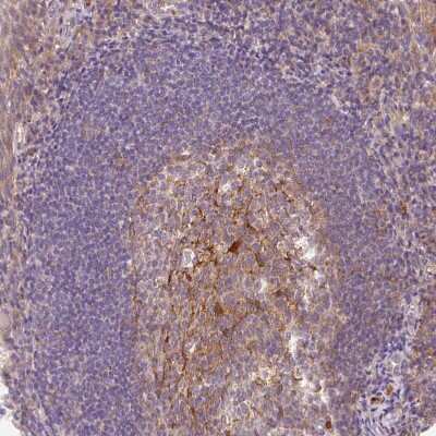 Immunohistochemistry-Paraffin: OMA1 Antibody [NBP2-30971]