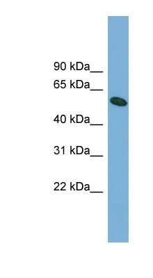 Western Blot: OMA1 Antibody [NBP1-56970]