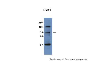 Western Blot: OMA1 Antibody [NBP1-56970]