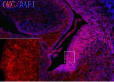 Immunohistochemistry-Frozen: OMgp Antibody [NBP1-33647]