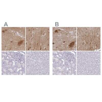 Immunohistochemistry-Paraffin: OMgp Antibody [NBP1-82483]