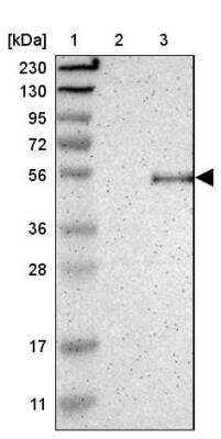 Western Blot: OMgp Antibody [NBP1-82483]
