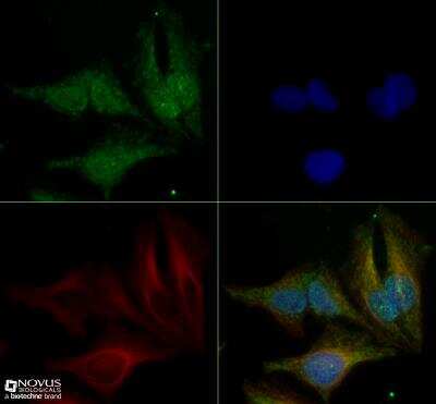 Immunocytochemistry/ Immunofluorescence: OPA1 Antibody (1284B) - BSA Free [NBP2-59770]